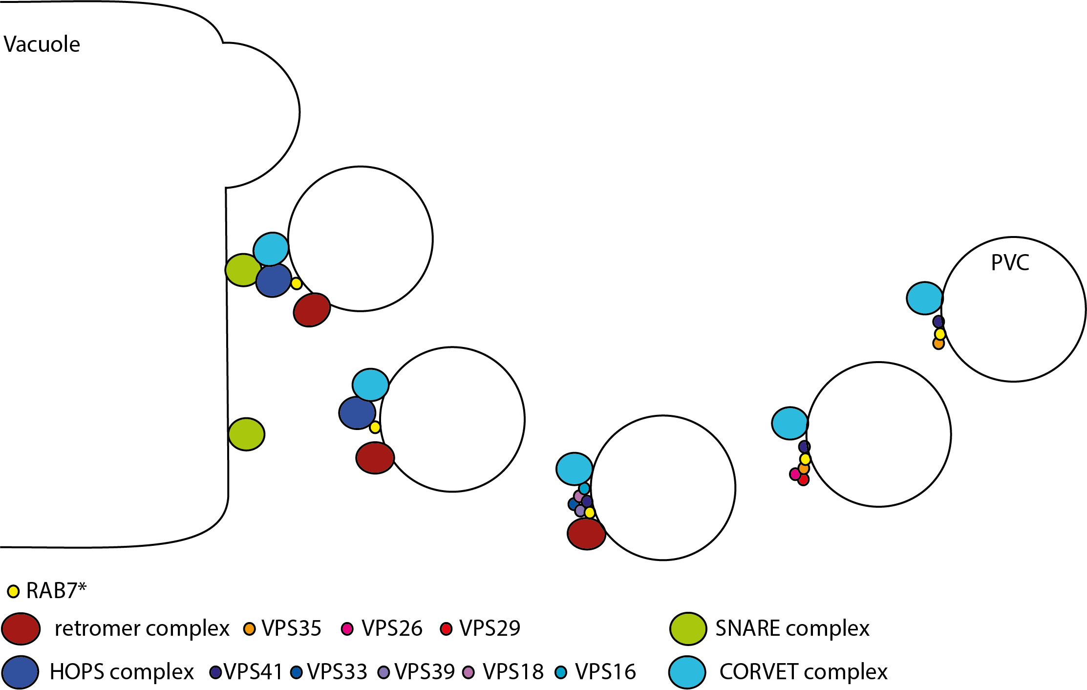 PVC-vacuole fusion 2