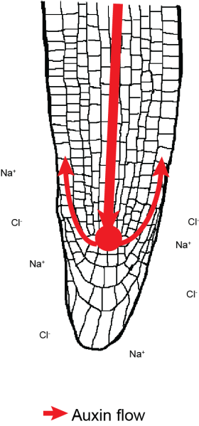 root auxin flow normal