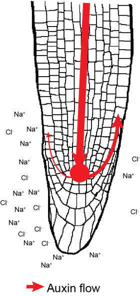 root auxin flow salt gradient
