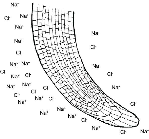 root beding salt gradient